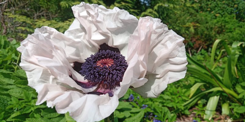 Papaver orientale 'Checkers' Мак восто́чный